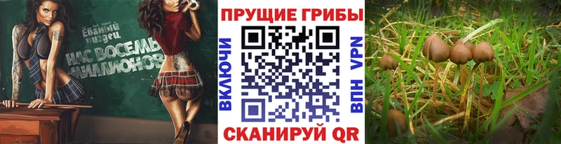 Псилоцибиновые грибы прущие грибы Мценск